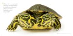 National Geographic The Photo Ark: One Man's Quest to Document the World's Animals - Image 8