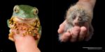 National Geographic The Photo Ark: One Man's Quest to Document the World's Animals - Image 3