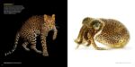 National Geographic The Photo Ark: One Man's Quest to Document the World's Animals - Image 4