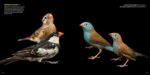 National Geographic The Photo Ark: One Man's Quest to Document the World's Animals - Image 10