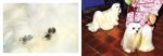 Best in Show: (Dog Photography Book for Dog Lovers, Dog Show Photo Book) - Image 5