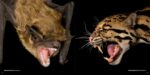 National Geographic The Photo Ark: One Man's Quest to Document the World's Animals - Image 6