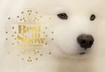 Best in Show: (Dog Photography Book for Dog Lovers, Dog Show Photo Book) - Image 2