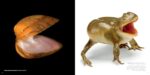 National Geographic The Photo Ark: One Man's Quest to Document the World's Animals - Image 5
