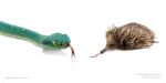 National Geographic The Photo Ark: One Man's Quest to Document the World's Animals - Image 7