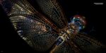National Geographic The Photo Ark: One Man's Quest to Document the World's Animals - Image 12