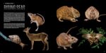 National Geographic The Photo Ark Vanishing: The World's Most Vulnerable Animals - Image 5
