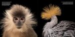 National Geographic The Photo Ark Vanishing: The World's Most Vulnerable Animals - Image 9