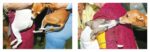 Best in Show: (Dog Photography Book for Dog Lovers, Dog Show Photo Book) - Image 3
