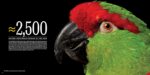 National Geographic The Photo Ark Vanishing: The World's Most Vulnerable Animals - Image 7