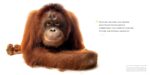 National Geographic The Photo Ark Vanishing: The World's Most Vulnerable Animals - Image 4