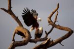 Sony Alpha 70-350mm F4.5-6.3 G OSS Super-Telephoto APS-C Lens - Image 9