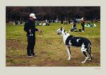 Dog’s Best Friend: A portrait of an unbreakable bond - Image 4